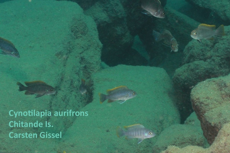 Cynotilapia aurifrons 'Chitande Island'